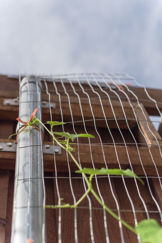 Grape Trellis Installation in Wilmington, NC