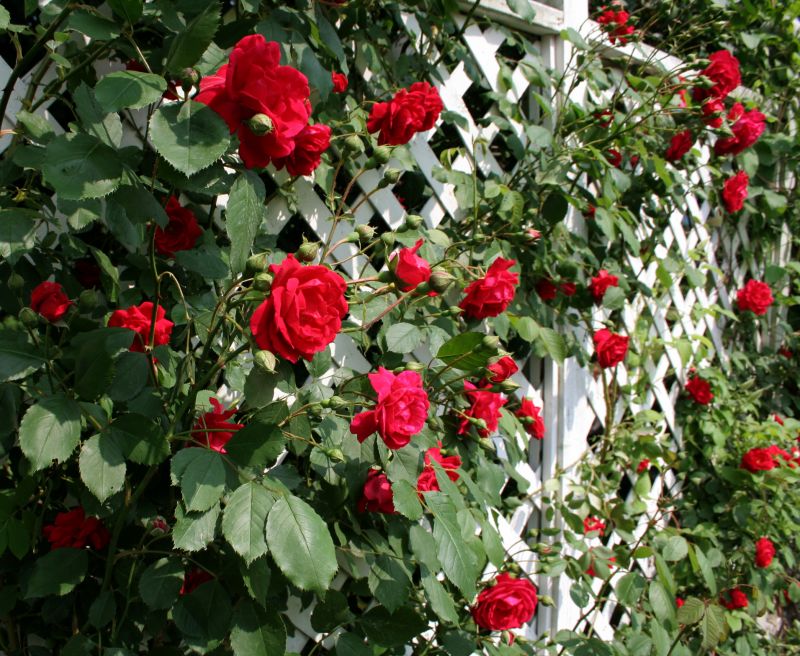Vineyard Trellis Installation in Conroe, TX